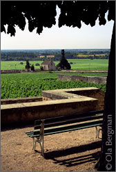 Volnay, Burgundy.