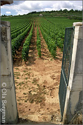 Le Montrachet in Puligny-Montrachet, Burgundy.