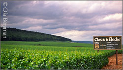Clos de la Roche, Morey-Saint-Denis