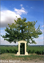 Clos des Ormes in Morey-Saint-Denis, Burgundy.