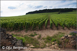 Clos des Chêns, Volnay.