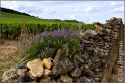 Clos des Chênes, Volnay, Burgundy.