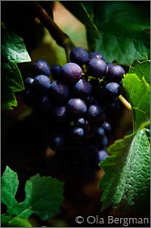 Pinot noir, Burgundy.