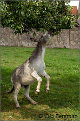 Pear-eating donkey in Le Jardin Public du Clos du Roy, Chenôve, Burgundy.
