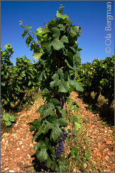 Musigny