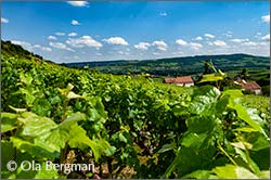 Les Charrons, Santenay, Burgundy.