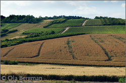 Coulanges-la-Vineuse, Burgundy.