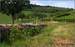 Monthelie, Burgundy.