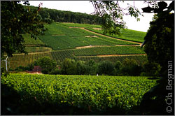 The Corton hill, Pernand-Vergelesses side.