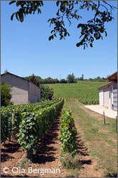 Vines in Quintaine, Viré-Clessé in Burgundy.