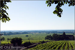 Volnay, Burgundy.