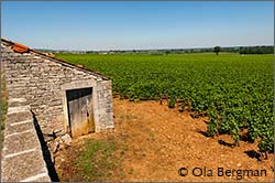 Meursault, Burgundy.