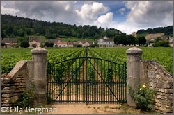 Clos de la Bousse d'Or, Volnay, Burgundy.