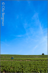 Courgis, Chablis.