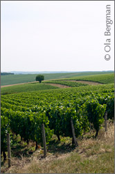 Courgis, Chablis.