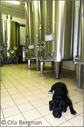 Domaine George, Courgis.