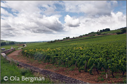Clos de Tavannes, Santenay, Burgundy.