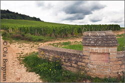 Musigny, Burgundy.