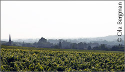 Santenay, Burgundy.