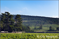 Santenay, Burgundy.
