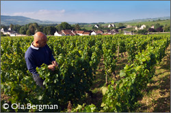 Yannick Jacrot, Domaine Chapelle, Santenay.