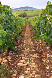 Chassagne-Montrachet, Burgundy.