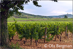 Chassagne-Montrachet, Burgundy.