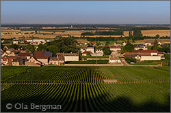 Vosne-Romanée, Burgundy.