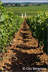 The Montrachet vineyard in Puligny-Montrachet owned by Marquis de Laguiche.