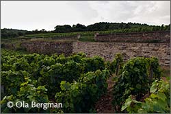 Chassagne-Montrachet, Blanchot-Dessus.