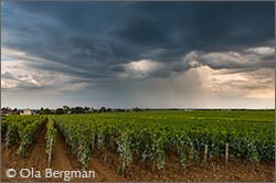 Puligny-Montrachet, Burgundy.