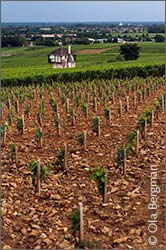 Aloxe-Corton