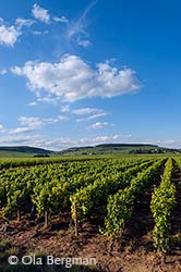 Chorey-lès-Beaune. Les Beaumonts.