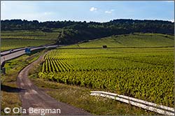 Savigny-lès-Beaune, Burgundy.