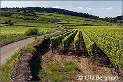 Beaune vineyards.
