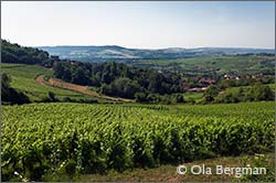 Maranges, Burgundy.