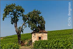Maranges premier cru Clos de la Boutière, Burgundy.