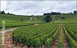 Monthelie, Burgundy.