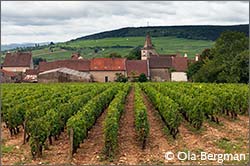 Monthelie, Burgundy.