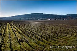 Savigny-lès-Beaune.