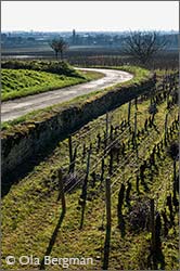 Savigny-lès-Beaune.