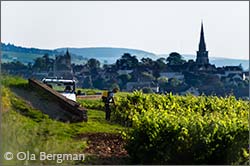 Meursault, Burgundy.