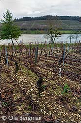 Étang de Beine, Burgundy