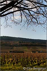 Meursault, Burgundy.