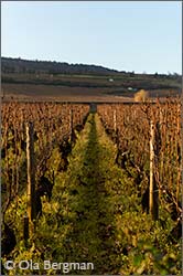 Meursault, Burgundy.