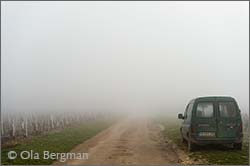 Chablis premier cru Vaucoupins.