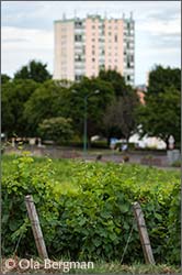 Bourgogne Le Chapitre.