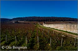Lavaux-Saint-Jacques in Gevrey-Chambertin, Burgundy.