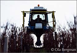 The tractor of Domaine Raoul Gautherin in Vaudésirs, Chablis.