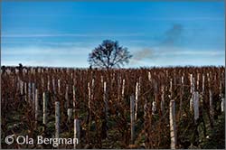 Chablis, Burgundy.